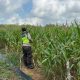 Bhabinkamtibmas Polsek BP Peliung Rutin Pantau Pertumbuhan Jagung di Lahan Ketahanan Pangan
