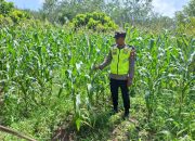 Bhabinkamtibmas Polsek Belitang II Aktif Dukung Ketahanan Pangan Melalui Pemantauan Tanaman Jagung Warga