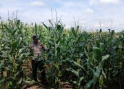 Polsek BP Peliung Intensifkan Pendampingan Ketahanan Pangan melalui Pemantauan Lahan Jagung