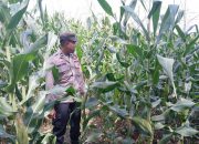Dukung Ketahanan Pangan Nasional, Kanit Binmas Polsek BP Peliung Rutin Pantau Pertumbuhan Jagung