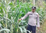 Polsek BP Peliung Monitoring Pertumbuhan Jagung di Desa Banu Ayu untuk Dukung Ketahanan Pangan