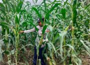 Kanit Binmas Polsek BP Peliung Rutin Monitoring Lahan Jagung di Desa Bantan