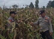 Polsek BP Peliung Rutin Pantau Pertumbuhan Jagung untuk Dukung Ketahanan Pangan Nasional