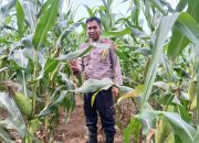 Kanit Binmas Polsek BP Peliung Tinjau Perkembangan Jagung di Desa Bandar Jaya