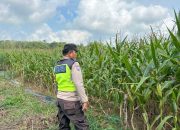 Polsek BP Peliung Dorong Ketahanan Pangan, Bhabinkamtibmas Pantau Tanaman Jagung di Desa Bantan