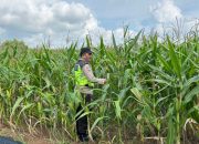 Bhabinkamtibmas Polsek BP Peliung Intensif Pantau Pertumbuhan Jagung di Lahan Ketahanan Pangan