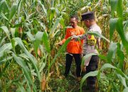 Polsek Madang Suku I Monitoring Lahan Jagung, Dukung Program Ketahanan Pangan Nasional