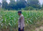 Anggota Polsek BP Peliung Rutin Pantau Pertumbuhan Jagung di Lahan Ketahanan Pangan