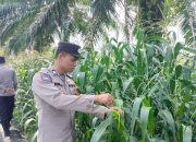 Polsek BP Peliung Monitoring Lahan Jagung di Desa Negeri Agung Jaya untuk Dukung Ketahanan Pangan