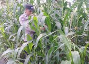 Bhabinkamtibmas Polsek BP Peliung Aktif Pantau Pertumbuhan Jagung Demi Dukung Ketahanan Pangan