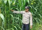 Kanit Binmas Polsek BP Peliung Monitoring Lahan Jagung Produktif di Desa Banu Mas