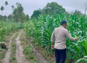 Rutin Dampingi Petani, Bhabinkamtibmas Polsek BP Peliung Pantau Pertumbuhan Jagung di Trantang Sakti