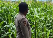 Bhabinkamtibmas Polsek BP Peliung Tinjau Lahan Jagung Ketahanan Pangan di Desa Pahang Asri