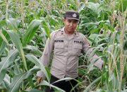 Polsek BP Peliung Aktif Dampingi Kelompok Tani, Pertumbuhan Jagung di Bandar Jaya Dipantau Rutin