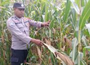 Dukung Ketahanan Pangan, Kanit Bimas Polsek BP Peliung Monitoring Tanaman Jagung di Desa Saung