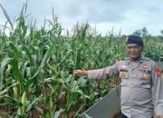 Kanit Patroli Polsek BP Peliung Intensif Pantau Pertumbuhan Jagung di Lahan Ketahanan Pangan