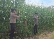 Polsek BP Peliung Intensif Pantau Pertumbuhan Jagung Demi Dukung Ketahanan Pangan Nasional