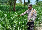 Kanit Bimas Polsek Buay Pemuka Peliung Aktif Awasi Pertumbuhan Jagung di Lahan Ketahanan Pangan