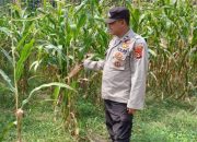 Bhabinkamtibmas Polsek Buay Pemuka Peliung Intensif Pantau Pertumbuhan Jagung di Desa Banu Ayu