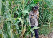 Aipda Haryadi Monitoring Lahan Jagung di Desa Bantan Pelita, Wujud Dukungan Ketahanan Pangan Nasional