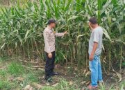 Bhabinkamtibmas Polsek Buay Pemuka Peliung Aktif Pantau Lahan Jagung Demi Perkuat Ketahanan Pangan