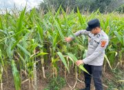 Polsek Buay Pemuka Peliung Rutin Pantau Pertumbuhan Jagung untuk Dukung Ketahanan Pangan Nasional