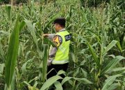 Dukung Ketahanan Pangan, AIPDA Saleh Monitoring Lahan Jagung Warga di Madang Suku I