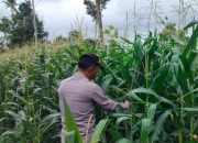 Kanit Patroli Polsek BP Peliung Tinjau Lahan Jagung Produktif di Desa Negeri Agung