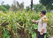 Bhabinkamtibmas Polsek BP Peliung Monitoring Tanaman Jagung di Desa Saung