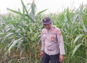 Kanit Bimas Polsek BP Peliung Tinjau Pertumbuhan Jagung di Desa Pulau Negara