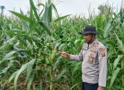 Monitoring Rutin Lahan Jagung, Kanit Bimas Polsek BP Peliung Perkuat Ketahanan Pangan