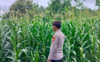 Sinergi di Sektor Pertanian, Kanit Provos Polsek BP Peliung Tinjau Progres Lahan Jagung di Desa Banu Ayu