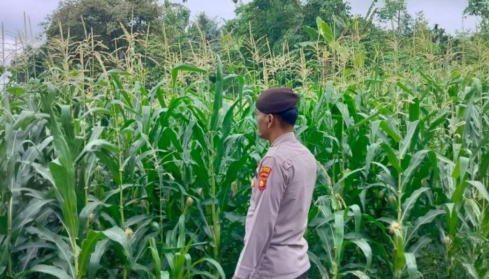 Sinergi di Sektor Pertanian, Kanit Provos Polsek BP Peliung Tinjau Progres Lahan Jagung di Desa Banu Ayu