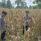 Pantau Lahan Binaan di Negeri Agung, Polsek BP Peliung Pastikan Program Pangan Nasional Berjalan Produktif