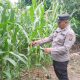 Perkuat Swasembada, Polsek BP Peliung Monitoring Lahan Jagung Satu Hektar di Desa Negeri Agung
