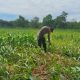 Sasar Desa Saung, Polsek BP Peliung Optimalkan Lahan Satu Hektar Guna Genjot Produksi Jagung