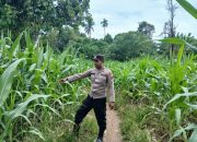 Sinergi Polri dan Petani, Polsek BP Peliung Optimalkan Lahan Kosong demi Ketahanan Pangan