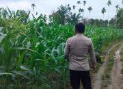 Bhabinkamtibmas Polsek BP Peliung Aktif Dampingi Petani Jagung di Lahan Ketahanan Pangan