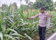 Dukung Ketahanan Pangan, Polsek BP Peliung Manfaatkan Lahan Kosong Jadi Kebun Jagung
