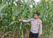 Polsek Buay Pemuka Peliung Intensifkan Pemantauan Lahan Jagung untuk Dukung Ketahanan Pangan