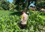 Dukung Ketahanan Pangan, Bhabinkamtibmas Polsek BP Peliung Rutin Jaga Produktivitas Lahan Jagung di Negeri Agung