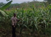 Bhabinkamtibmas Polsek Belitang II Tinjau Ketahanan Pangan Jagung Milik Warga di Purworejo