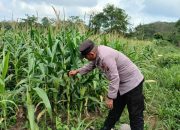 Pantau Pertumbuhan Jagung, Kanit Patroli Polsek BP Peliung Aktif Dampingi Ketahanan Pangan Warga