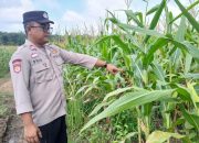 Sokong Ketahanan Pangan Nasional, Bhabinkamtibmas Polsek BP Peliung Sulap Lahan Kosong 2 Hektar Jadi Kebun Jagung Produktif