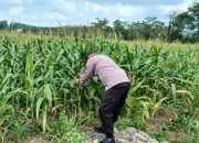 Polsek BP Peliung Optimalkan Lahan Kosong untuk Dukung Ketahanan Pangan Nasional