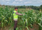 Bripka Saleh Tinjau Lahan Jagung Warga di Jatisari, Dukung Program Ketahanan Pangan Nasional