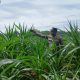 Optimalkan Lahan Tidur di Desa Bantan, Kanit Binmas Polsek BP Peliung Kawal Pertumbuhan Tanaman Jagung