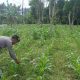 Kanit Patroli Polsek BP Peliung Rutin Pantau Pertumbuhan Jagung Demi Dukung Ketahanan Pangan Nasional