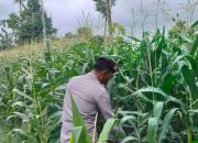 Kanit Patroli Polsek BP Peliung Tinjau Pertumbuhan Jagung di Desa Bantan Pelita