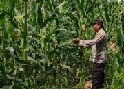 Dukung Program Pemerintah, Kasium Polsek BP Peliung Rutin Pantau Lahan Jagung Satu Hektar di Desa Banumas